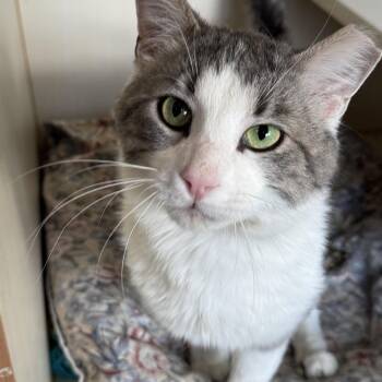 Domestic Short Hair Cats Available for Adoption in Mokena, Illinois - Elusive | PetCurious
