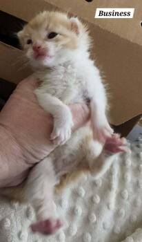Business -  Domestic Medium Hair Cat for Adoption in Chicago, Illinois - Business | PetCurious