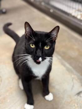 Biscuit NO CHIP -  Domestic Short Hair Cat for Adoption in Dallas, Texas - Biscuit NO CHIP | PetCurious