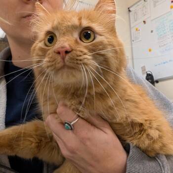 Domestic Medium Hair Cats Available for Adoption in Baltimore, Maryland - Sherman | PetCurious