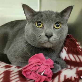 Rescue Domestic Short Hair Cats for Adoption in Columbia, Missouri - Cube (& Sphere) | PetCurious