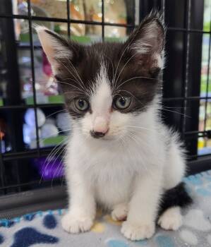 Rescue Domestic Short Hair Cats for Adoption in Buford, Georgia - Grape | PetCurious