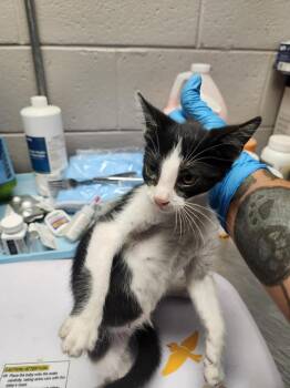 ROSEMELLOW -  Domestic Short Hair Cat for Adoption in Lexington, Tennessee - ROSEMELLOW | PetCurious