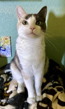 Freya -  Calico and Domestic Short Hair Cat for Adoption in Phoenix, Arizona - Freya | PetCurious