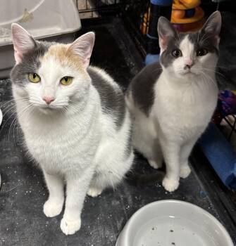 Domestic Short Hair Cats Available for Adoption - Joy | PetCurious