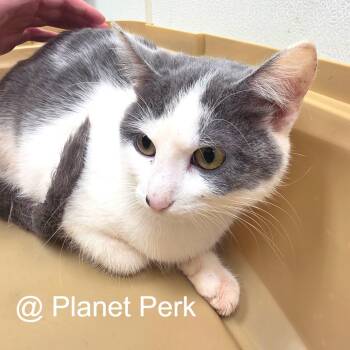 Tori -  Domestic Short Hair Cat for Adoption in Oshkosh, Wisconsin - Tori | PetCurious