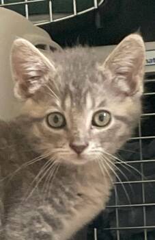 Deena -  Domestic Medium Hair Cat for Adoption in Bolivar, Missouri - Deena | PetCurious