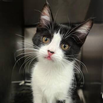 Osh -  Domestic Short Hair Cat for Adoption in Springfield, Illinois - Osh | PetCurious