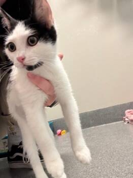 Ripcord -  Domestic Short Hair Cat for Adoption in Fort Collins, Colorado - Ripcord | PetCurious