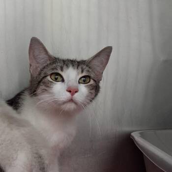 Choir -  Domestic Short Hair Cat for Adoption in Auburn, Alabama - Choir | PetCurious