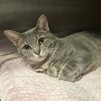 Felicity -  Domestic Short Hair Cat for Adoption in Knoxville, Tennessee - Felicity | PetCurious