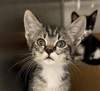 JELLYFISH -  Domestic Short Hair Cat for Adoption in Baytown, Texas - JELLYFISH | PetCurious