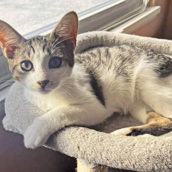 Rescue Tabby and Domestic Short Hair Cats for Adoption in Harrisburg, Pennsylvania - Oliver | PetCurious