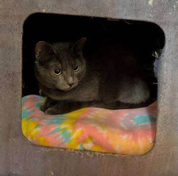 Russian Blue Cats Available for Adoption - Blue Bell | PetCurious