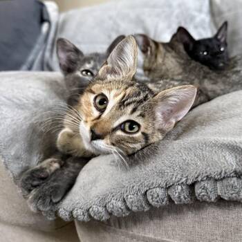 Pumpkin Spice White Russian -  Domestic Short Hair Cat for Adoption in Redmond, Washington - Pumpkin Spice White Russian | PetCurious
