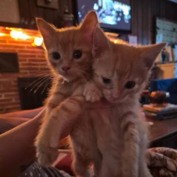George Weasley -  Domestic Short Hair Cat for Adoption in Richland, Michigan - George Weasley | PetCurious