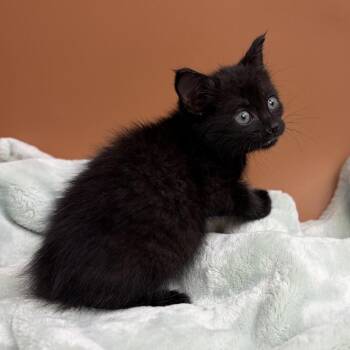 Cordel -  Domestic Short Hair Cat for Adoption in San Antonio, Texas - Cordel | PetCurious