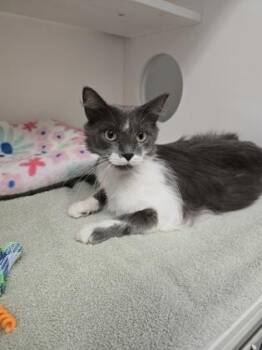 Cadance -  Domestic Medium Hair Cat for Adoption in Harbor Springs, Michigan - Cadance | PetCurious