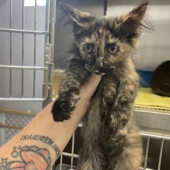 0969-C26 -  Domestic Long Hair Cat for Adoption in Port Charlotte, Florida - 0969-C26 | PetCurious
