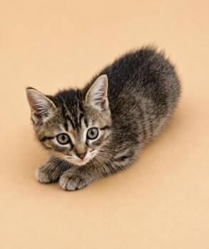 Pickles -  Domestic Short Hair Cat for Adoption in Dahlonega, Georgia - Pickles | PetCurious