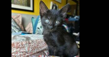 Domestic Short Hair Cats Available for Adoption in Groveland, Massachusetts - Gretel | PetCurious