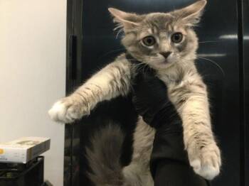 STITCH -  Domestic Long Hair Cat for Adoption in Thousand Palms, California - STITCH | PetCurious