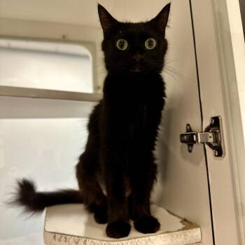 Carey -  Domestic Medium Hair Cat for Adoption in Matteson, Illinois - Carey | PetCurious