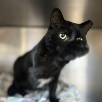 Domestic Short Hair Cats Available for Adoption - Pizza Party | PetCurious