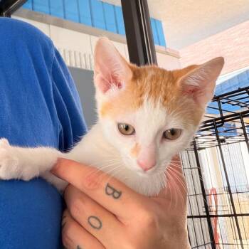 Cheez-it -  Domestic Short Hair Cat for Adoption in Huntsville, Alabama - Cheez-it | PetCurious