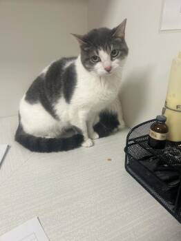 Domestic Short Hair Cats Available for Adoption in Greenfield, Indiana - Katniss | PetCurious