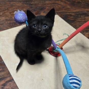 Jewl -  Domestic Short Hair Cat for Adoption in San Antonio, Texas - Jewl | PetCurious