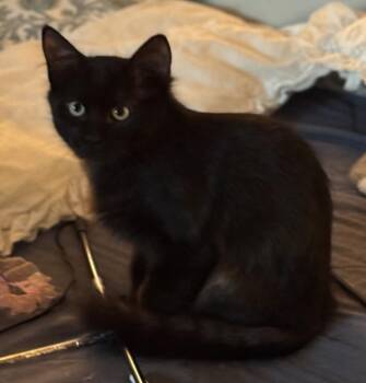 Bear -  Domestic Long Hair Cat for Adoption in Fort Collins, Colorado - Bear | PetCurious