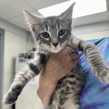 Sherlock -  Domestic Short Hair Cat for Adoption in Evansville, Indiana - Sherlock | PetCurious