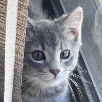 Mr. Gray - A Curious Explorer with a Big Voice and an Even Bigge -  Domestic Short Hair Cat for Adoption in Prescott, Arizona - Mr. Gray - A Curious Explorer With A Big Voice And An Even Bigge | PetCurious