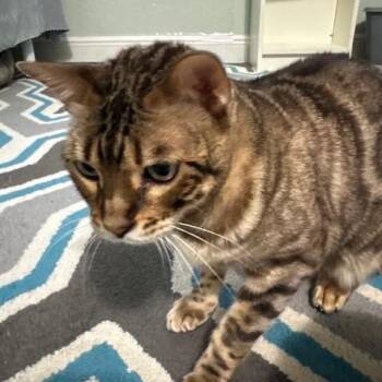 Rescue Bengal Cats for Adoption in Casselberry, Florida - Julien | PetCurious