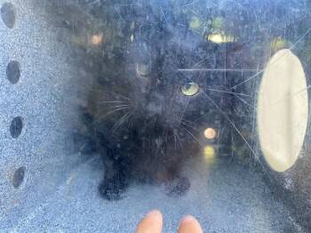 MANLY -  Domestic Short Hair Cat for Adoption in Rowlett, Texas - MANLY | PetCurious