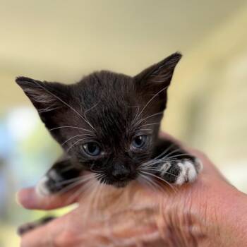 Analise Airy -  Domestic Short Hair Cat for Adoption in Sequatchie, Tennessee - Analise Airy | PetCurious