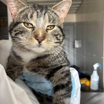 Extra Toes Cat Hemingway Polydactyl and Domestic Short Hair Cats Available for Adoption - Charlie | PetCurious