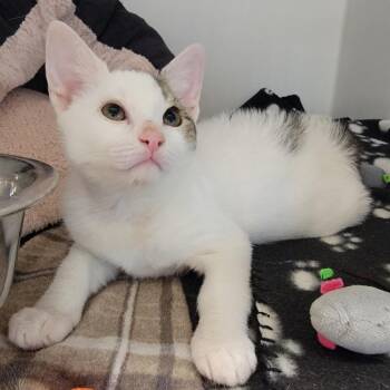 Sumarni -  Domestic Short Hair Cat for Adoption in Phoenix, Arizona - Sumarni | PetCurious