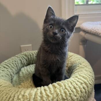 Russian Blue and Domestic Short Hair Cats Available for Adoption in Tuscaloosa, Alabama - Diesel  | PetCurious