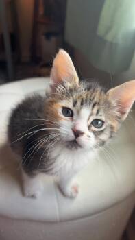 Domestic Short Hair Cats Available for Adoption in Tallahassee, Florida - Bubbles | PetCurious