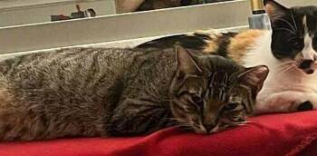 Tommy Tutone -  Domestic Short Hair Cat for Adoption in Tampa, Florida - Tommy Tutone | PetCurious