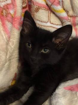 Little Man 26 -  Domestic Short Hair Cat for Adoption in Brookhaven, Mississippi - Little Man 26 | PetCurious