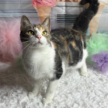 Ares -  Domestic Short Hair Cat for Adoption in Brownsboro, Alabama - Ares | PetCurious