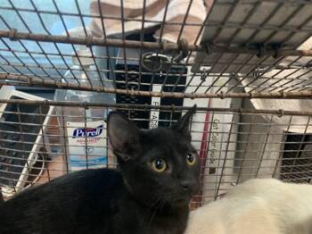 A1409361 -  Domestic Short Hair Cat for Adoption in San Jose, California - A1409361 | PetCurious