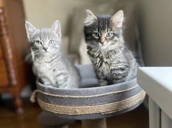 Domestic Medium Hair Cats Available for Adoption in Plymouth, Michigan - Kiwi | PetCurious