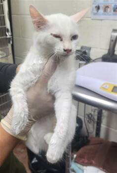 ALICENT -  Domestic Short Hair Cat for Adoption in Santa Fe, New Mexico - ALICENT | PetCurious