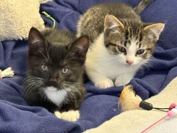 American Shorthair Cats Available for Adoption in Beach Park, Illinois - Sonny And Storm | PetCurious