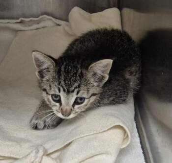 MORTA -  Domestic Short Hair Cat for Adoption in Decatur, Illinois - MORTA | PetCurious