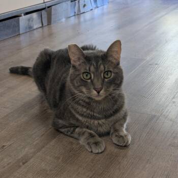 Rescue Domestic Short Hair Cats for Adoption in Santa Rosa, California - Dusty | PetCurious